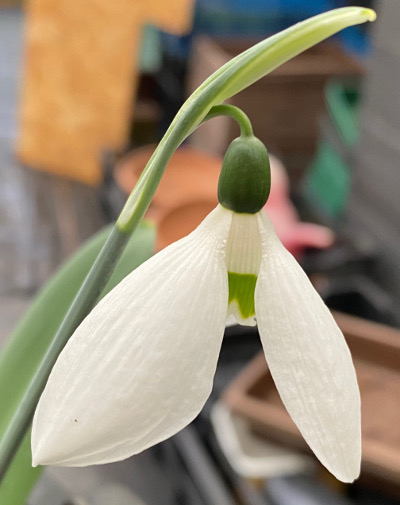 Galanthus monostictus Hiemale Group
